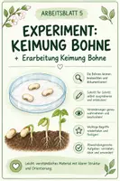 Vorschau - Arbeitsblätter - Keimung und Wachstum von Bohnen - mit Experiment - Deckblatt