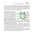 Vorschau - Arbeitsblätter - Aufbau der Zelle: Tier- und Pflanzenzelle | Arbeitsblatt mit Lösung | Einführungsphase - Seite 3