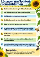 Vorschau - Arbeitsblätter - Die Sonnenblume: Sachtext mit Fragen, Lösungen, Ausmalbild Klasse 3-4 - Seite 3
