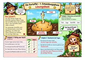 Vorschau - Unterrichtsreihen - Die Kartoffel – Von der Knolle zur neuen Pflanze - Seite 3