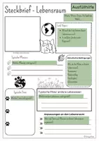 Vorschau - Mal- und Bastelvorlagen - Lebensraum-Steckbrief – Vorlage für den Biologieunterricht inkl. Ausfüllhilfe | 5./6. Klasse | sofort einsatzbereit - Seite 2