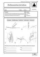Vorschau - Arbeitsblätter - Stabschrecken – Kennzeichen des Lebens | Biologie Klasse 5/6 | 4-fach differenziert - Seite 2
