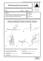 Vorschau - Arbeitsblätter - Stabschrecken – Kennzeichen des Lebens | Biologie Klasse 5/6 | 4-fach differenziert - Seite 3