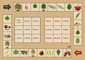 Vorschau - Spiele - Laub- und Nadelbäume - Bingo, 4-fach differenziert - Seite 2