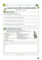Vorschau - Arbeitsblätter - Laubstreu untersuchen – Leben unter unseren Füßen - Seite 3