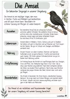 Vorschau - Arbeitsblätter - Sachtexte zu Tieren und Fragen dazu🐾 - Seite 3