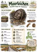 Vorschau - Arbeitsblätter - Lernplakat + Arbeitsblätter "Moorleiche" + Lösung & MP3 + Mindmap + Infografik - Seite 1