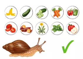 Vorschau - Spiele - Sortierspiel - Was frisst die Schnecke und was nicht? - Seite 2