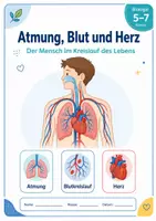 Vorschau - Arbeitsblätter - Atmung, Blut und Herz – Der Mensch im Kreislauf des Lebens - Seite 1