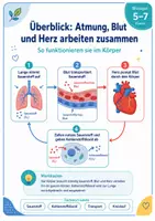 Vorschau - Arbeitsblätter - Atmung, Blut und Herz – Der Mensch im Kreislauf des Lebens - Seite 2