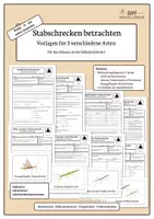 Vorschau - Arbeitsblätter - Stabschrecken - Beobobachtungsbögen | Merkmale von Phasmiden | Biologie Klasse 5/6 - Deckblatt