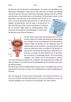 Vorschau - Arbeitsblätter - Die männlichen Geschlechtsorgane - Seite 2