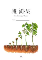 Vorschau - Arbeitsblätter - Bohne Klasse 2-3 Forscherheft I Lernheft, Arbeitsblätter, Legekreis und Tafelbilder – Vom Samen zur Pflanze | Sachunterricht Grundschule - Seite 3