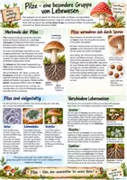 Vorschau - Arbeitsblätter - Pilze - Unterrichtsmaterial - Seite 1