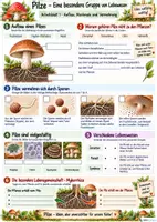 Vorschau - Arbeitsblätter - Pilze - Unterrichtsmaterial - Seite 2