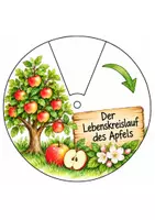 Vorschau - Arbeitsblätter - Lebenskreislauf des Apfels – Drehscheibe | Sachunterricht Klasse - Seite 1