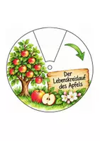 Vorschau - Arbeitsblätter - Lebenskreislauf des Apfels – Drehscheibe | Sachunterricht Klasse - Seite 3