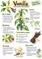 Vorschau - Arbeitsblätter - Lernplakat + Arbeitsblätter "Vanille" + Lösung & MP3 + Infografik - Deckblatt