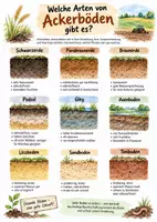 Vorschau - Arbeitsblätter - Lernplakat + Arbeitsblätter "Welche Arten von Ackerböden gibt es?" + Lösung & MP3 + - Seite 1
