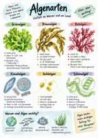Vorschau - Arbeitsblätter - Lernplakat + Arbeitsblätter zum Thema "Algenarten" + Lösung & MP3 + Infografik - Deckblatt