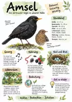 Vorschau - Arbeitsblätter - Lernplakat + Arbeitsblätter zum Thema "Amsel" + Lösung & MP3 + Infografik - Deckblatt