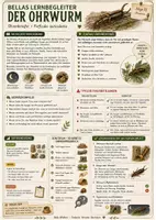 Vorschau - Arbeitsblätter - Ohrwurm – kostenloses Materialpaket für Sachunterricht & Naturbildung | Bella Wildherz - Seite 2