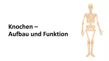 Vorschau - Stundenentwürfe - Knochen - Aufbau und Funktion - Seite 3