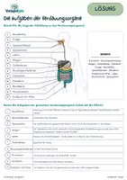 Vorschau - Stundenentwürfe - Verdauungsorgane – Arbeitsblatt + Lösung + Spiel | Biologie 5. Schulstufe - Seite 3