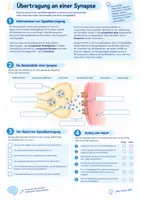 Vorschau - Arbeitsblätter - Signalübertragung Synapsen & Wirkung von Drogen - Seite 1