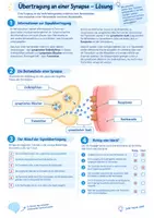 Vorschau - Arbeitsblätter - Signalübertragung Synapsen & Wirkung von Drogen - Seite 2