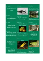 Vorschau - Spiele - Spiel Amphibien: "Ich habe..., wer hat...?" Biologie Klasse 5 - Seite 2