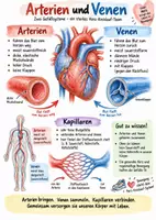 Vorschau - Arbeitsblätter - Lernposter + Arbeitsblätter zum Thema "Arterien und Venen" + Lösung & MP3 + Infografik - Deckblatt