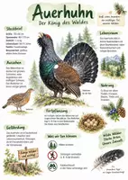 Vorschau - Arbeitsblätter - Lernplakat + Arbeitsblätter zum Thema "Auerhuhn" + Lösung & MP3 + Infografik - Deckblatt