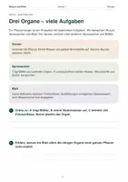 Vorschau - Arbeitsblätter - Pflanzenorgane verstehen – Wie Wurzel, Spross & Blatt zusammenarbeiten | Biologie Klasse 7 - Seite 2