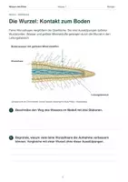 Vorschau - Arbeitsblätter - Pflanzenorgane verstehen – Wie Wurzel, Spross & Blatt zusammenarbeiten | Biologie Klasse 7 - Seite 3