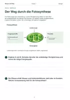 Vorschau - Arbeitsblätter - Fotosynthese & Zellatmung verstehen – Energie in Pflanzen und Zellen | Biologie Klasse 7 - Seite 3