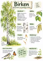 Vorschau - Arbeitsblätter - Lernplakat + Arbeitsblätter zum Thema "Birken" + Lösung & MP3 + Infografik - Deckblatt