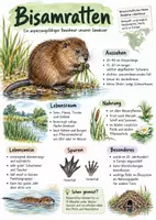 Vorschau - Arbeitsblätter - Lernplakat + Arbeitsblätter zum Thema "Bisamratten" + Lösung & MP3 + - Deckblatt