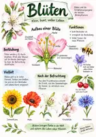 Vorschau - Arbeitsblätter - Lernplakat + Arbeitsblätter zum Thema "Blüte" + Lösung & MP3 + Infografik - Deckblatt