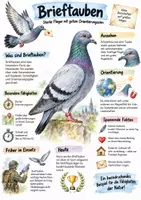 Vorschau - Arbeitsblätter - Lernplakat + Arbeitsblätter zum Thema "Brieftaube" + Lösung & MP3 + Mindmap + Infografik - Deckblatt