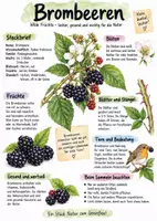 Vorschau - Arbeitsblätter - Lernplakat + Arbeitsblätter zum Thema "Brombeeren" + Lösung & MP3 + - Seite 1