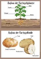 Vorschau - Aufgabenkarten - Die Kartoffel Wissenskartei - Seite 1