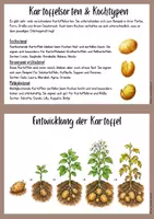Vorschau - Aufgabenkarten - Die Kartoffel Wissenskartei - Seite 2