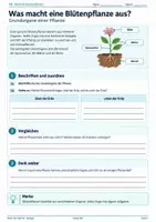 Vorschau - Unterrichtsreihen - Blütenpflanzen – Blütenaufbau, Bestäubung, Samen, Früchte & Keimung | Biologie 5/6 - Deckblatt