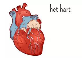 Voorbeeld - Het menselijk lichaam - wandplaten - Pagina 3