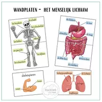 Voorbeeld - Het menselijk lichaam - wandplaten - Voorblad