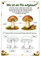 Vorschau - Arbeitsblätter - Alles rund um die Pilze – Wissens- und Mitmachheft für Kindergarten & 1. Klasse - Seite 2