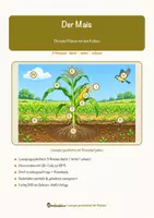 Vorschau - Arbeitsblätter - Der Mais – Lesespurgeschichte mit Rätselaufgaben (Klasse 8) - Seite 1