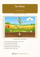 Vorschau - Mal- und Bastelvorlagen - Der Weizen – Lesespurgeschichte mit Rätselaufgaben (Klasse 8) - Seite 1