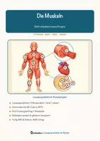 Vorschau - Arbeitsblätter - Die Muskeln – Lesespurgeschichte mit Rätselaufgaben (Klasse 7) - Seite 1